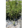 Crateus / Crategus