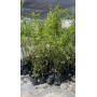 Crateus / Crategus