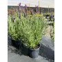Lavanda Stoecha