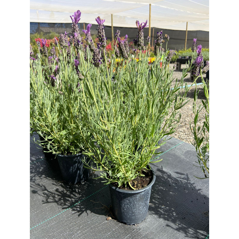Lavanda Stoecha