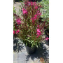 Gaura Rosada