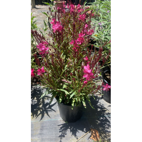 Gaura Rosada