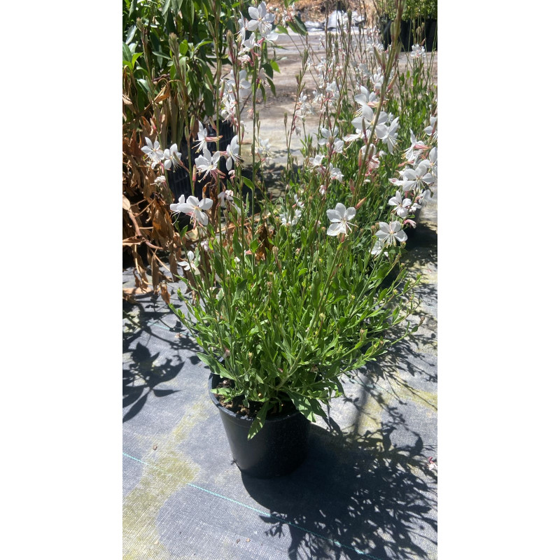 Gaura Blanca