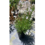 Gaura Blanca