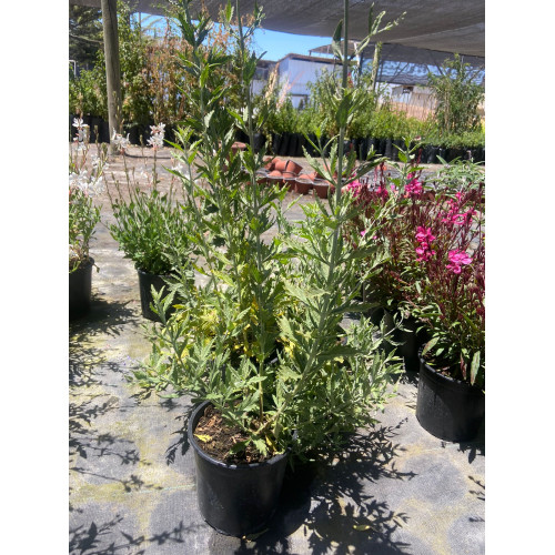 Salvia Rusa / Perovskia