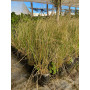 Stipa Caudata / Estipa Caudata