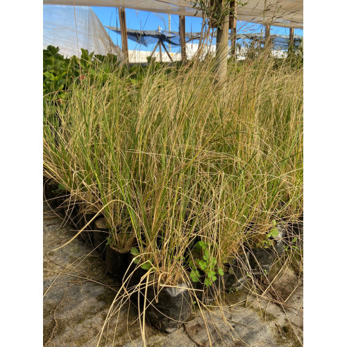 Stipa Caudata / Estipa Caudata