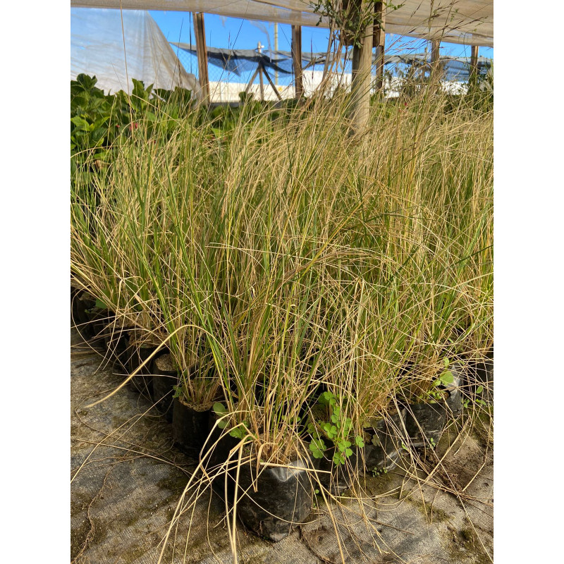 Stipa Caudata / Estipa Caudata