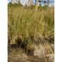 Stipa Caudata / Estipa Caudata