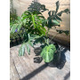 Monstera Deliciosa grande