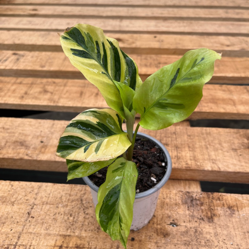 Calathea Thai Beauty (S) — Calathea Thai Beauty comprar Chile