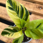 Calathea Thai Beauty (S) — Calathea Thai Beauty comprar Chile