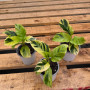 Calathea Thai Beauty (S) — Calathea Thai Beauty comprar Chile