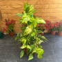 Scindapsus Totem