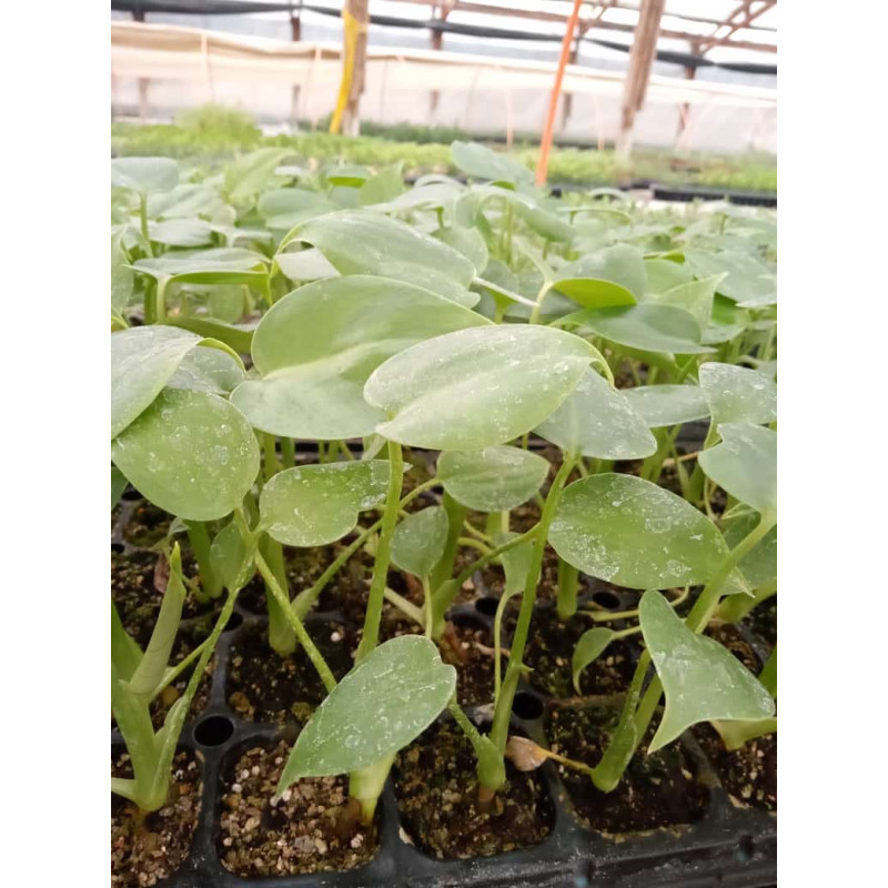 Bandeja de Monstera en Plantin
