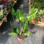 Philodendron Longifolio (L)