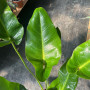 Philodendron Longifolio (L)