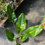 Philodendron Longifolio (L)