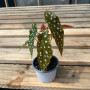 Begonia Maculata (S) — Begonia Maculata comprar Chile