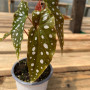 Begonia Maculata (S) — Begonia Maculata comprar Chile