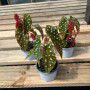 Begonia Maculata (S) — Begonia Maculata comprar Chile