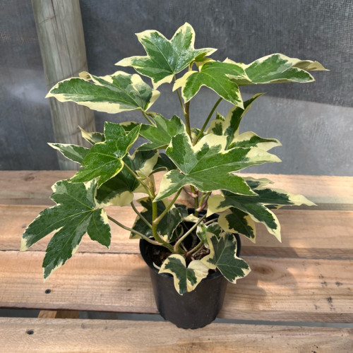 Aralia Japónica Variegada (L)