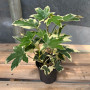 Aralia Japónica Variegada (L)