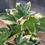 Aralia Japónica Variegada (L)