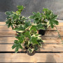 Aralia Japónica Variegada (L)