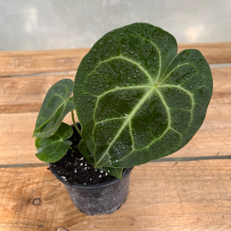 Anthurium Clarinervium (S)