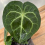 Anthurium Clarinervium (S)