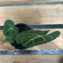 Anthurium Clarinervium (S)