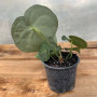 Anthurium Clarinervium (S)