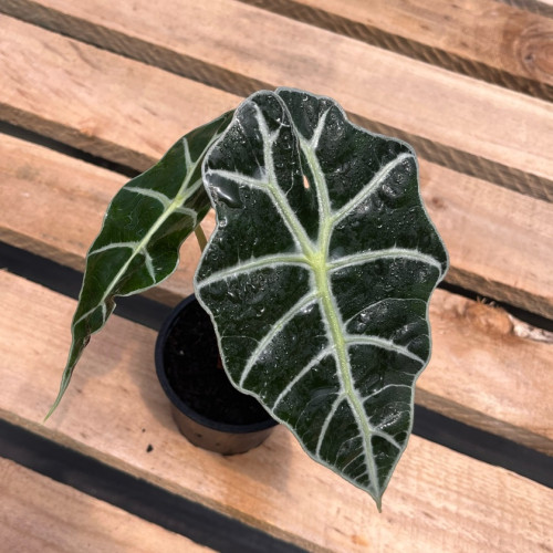 Alocasia Amazónica