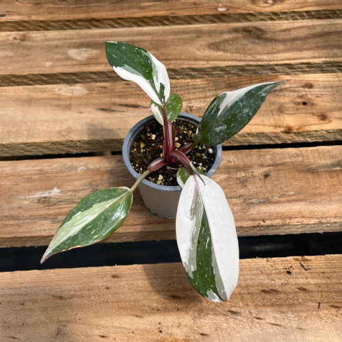 Philodendron White Knight