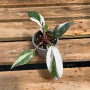Philodendron White Knight