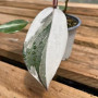Philodendron White Knight