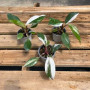 Philodendron White Knight