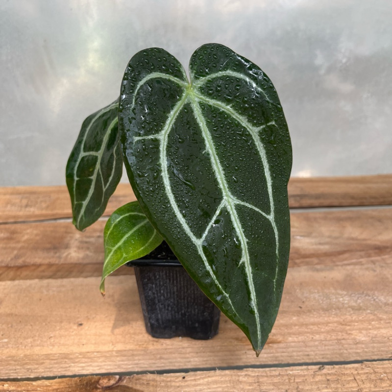 Anthurium Crystallinum — Anthurium crystallinum precio Chile