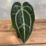 Anthurium Crystallinum — Anthurium crystallinum precio Chile