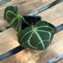 Anthurium Crystallinum — Anthurium crystallinum precio Chile