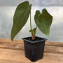 Anthurium Crystallinum — Anthurium crystallinum precio Chile