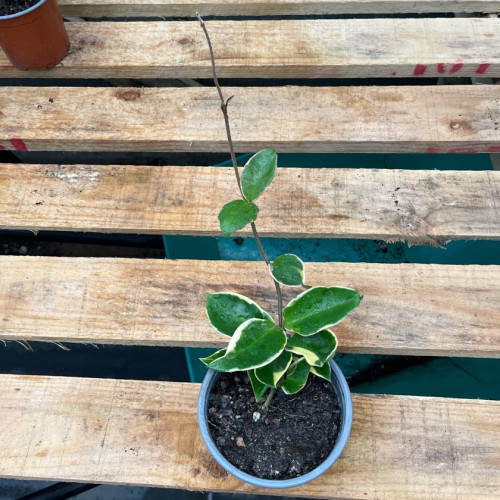 Clepia Variegada (S) — clepia variegada comprar chile planta colgante
