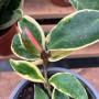 Clepia Variegada (S) — clepia variegada comprar chile planta colgante