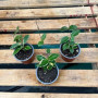Clepia Variegada (S) — clepia variegada comprar chile planta colgante