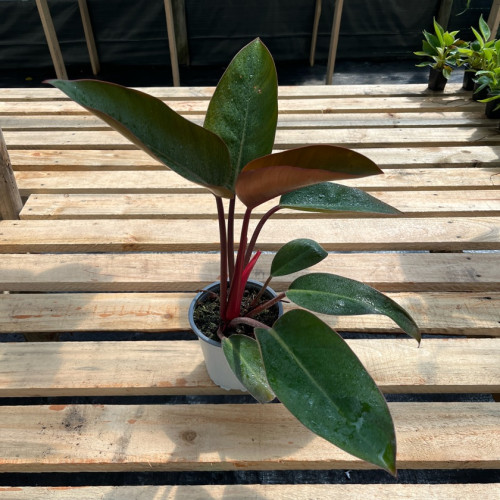 Philodendron Congo Rojo