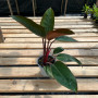 Philodendron Congo Rojo