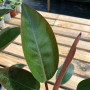 Philodendron Congo Rojo