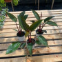 Philodendron Congo Rojo