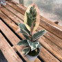 Gomero Tineke Variegado — gomero tineke variegado comprar chile